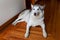 Beautiful brown eyed husky dog lying down on wood floor