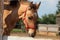 Beautiful brown foal in a paddock