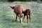 Beautiful brown foal sucking from mare horse on pasture,