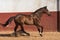 Beautiful brown gelding thoroughbred horse galloping