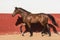 Beautiful brown gelding thoroughbred horse trotting