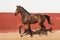 Beautiful brown gelding thoroughbred horse trotting