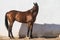 Beautiful brown gelding thoroughbred standing on the sand in freedom