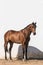 Beautiful brown gelding thoroughbred standing on the sand in freedom