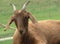 A beautiful brown goat stands on a farm in Amish country