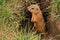 Beautiful brown gopher got out of a mink.