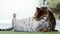 Beautiful brown and gray purebred Bengal cats playing on a green shaggy carpet