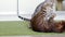 Beautiful brown and gray purebred Bengal cats playing on a green shaggy carpet