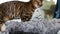 Beautiful brown and gray purebred Bengal cats playing on a green shaggy carpet