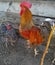 Beautiful brown-gray rooster and plain gray chicken against a brown fence