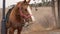 beautiful brown harnessed horse with a white spot on the muzzle.