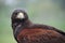 Beautiful brown harris hawk