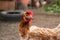 Beautiful brown hen in farmyard, closeup. Free range chicken