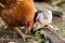 Beautiful brown hen with her little newborn chicks walking outside on the farmyard.