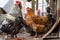 A beautiful brown hen looks at a pockmarked rooster, against the background of eavesdropping chickens. Gossip