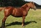 Beautiful brown horse