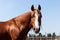 Beautiful brown horse on a blue sky background