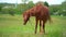 Beautiful brown horse with chain is grazing on the green field near the village. Many flies annoyingly fly near it.