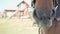 Beautiful brown horse close-up chewing food at the camera, horse\'s eye close-up. Ranch farm, saddle horse. Farming