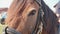 Beautiful brown horse close-up looks at the camera, horse\'s eye close-up. Ranch farm, saddle a horse. Farming, animal