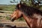 Beautiful brown horse, close-up of muzzle, cute look, mane, background of running field, corral, trees