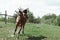 Beautiful brown horse galloping across the field against the blue sky.Purebred horse galloping across green summer ranch