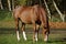 Beautiful brown horse grazing