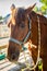 Beautiful brown horse at the ranch. hippodrome preparing for the race. a magnificent animal in the sun