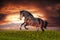 Beautiful brown horse running gallop