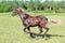 Beautiful brown horse running in a green field,