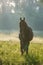 Beautiful brown horse standing in a field in Filipstad sweden