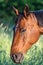 Beautiful brown horse standing in a field in Filipstad sweden