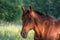 Beautiful brown horse standing in a field in Filipstad sweden