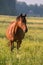 Beautiful brown horse standing in a field in Filipstad sweden