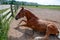 A beautiful brown horse wallows in the sand