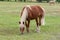 Beautiful brown horse with a white mane and tail on a pasture nibbles fresh green grass. Ranch, summer