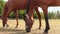 Beautiful brown horses are eating grass