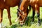 beautiful brown horses grassing on a green meadow.