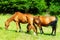 beautiful brown horses grassing on a green meadow.