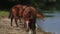 Beautiful brown horses grazing by the river, animal stands up, sunny weather