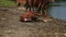 Beautiful brown horses grazing by the river, drinking water, sunny weather