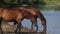 Beautiful brown horses grazing by the river, drinking water, sunny weather