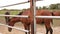 Beautiful brown horses in a paddock in a field behind a long metal fence.