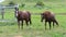 Beautiful brown horses walk in the meadow