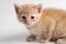 Beautiful brown kitten on a white background