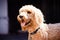 Beautiful brown labradoodle dog with a black background.