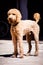 Beautiful brown labradoodle dog standing in a traditional spanish patio.