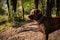 A beautiful brown labrodor walks in a green summer forest. in the photo the profile of the dog. dog in a strict collar.