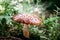 Beautiful brown large fly agaric in the autumn forest