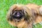 Beautiful brown long-haired Pekingese dog, adult female. Also known as Pekinese, Beijing Lion Dog or Chinese Spaniel. Purebred,